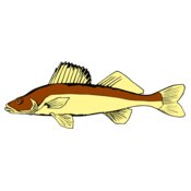 fish walleye